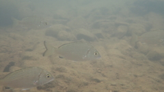 Acanthopagrus schlegelii