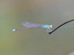 Pseudagrion glaucum
