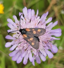 Zygaena viciae