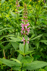 Stachys latidens