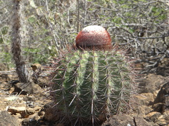 Melocactus macracanthos
