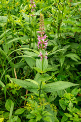 Stachys latidens