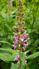 Stachys latidens