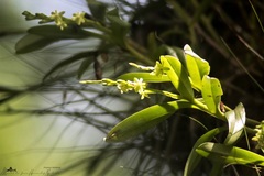 Epidendrum cardiophorum