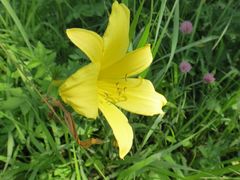Hemerocallis minor