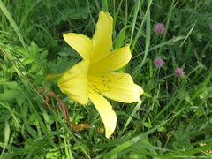 Hemerocallis minor
