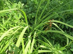 Hemerocallis minor