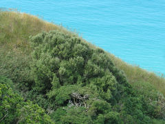 Olearia fragrantissima