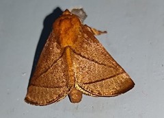 Praesetora divergens