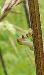 Xanthorhoe montanata