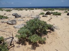 Tournefortia gnaphalodes