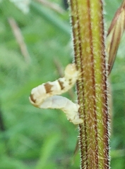 Xanthorhoe montanata