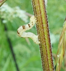 Xanthorhoe montanata