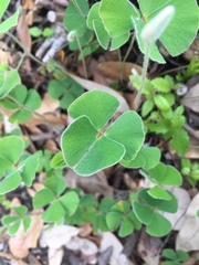 Marsilea macropoda
