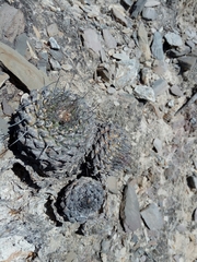 Strombocactus disciformis disciformis