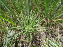 Adenophora stenanthina