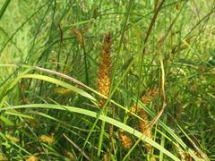 Carex