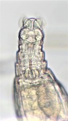 Habrotrocha constricta