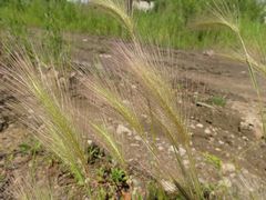 Hordeum jubatum