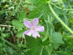 Geranium wlassovianum