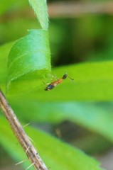 Stricticomus valgipes