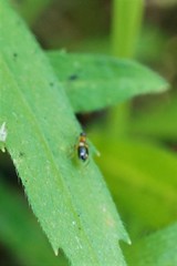 Stricticomus valgipes