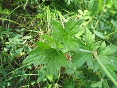 Geranium wlassovianum
