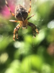 Araneus diadematus