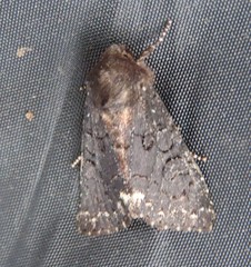 Melanchra assimilis