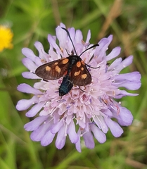 Zygaena viciae