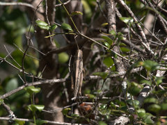 Austracris guttulosa
