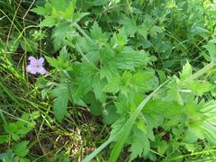 Geranium wlassovianum