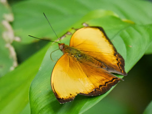 Lurid Glider