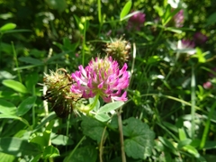 Trifolium medium