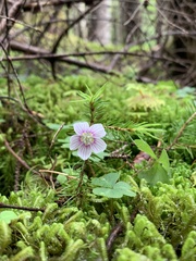 Oxalis montana image