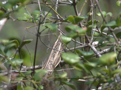 Austracris guttulosa