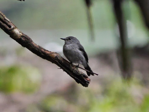 Muscicapa cassini