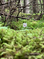 Oxalis montana image