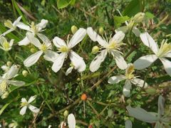 Clematis terniflora mandshurica