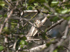 Austracris guttulosa