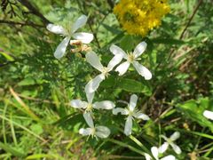 Clematis terniflora mandshurica