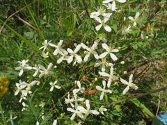 Clematis terniflora mandshurica