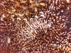Phestilla fuscostriata
