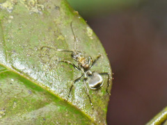 Polyrhachis militaris