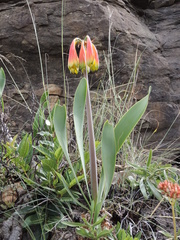 Cyrtanthus obliquus