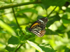 Danaus melanippus hegesippus