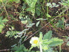 Symphyotrichum sericeum