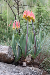 Cyrtanthus obliquus