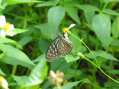 Ideopsis vulgaris macrina