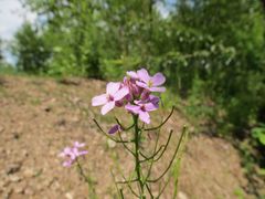 Dontostemon dentatus
